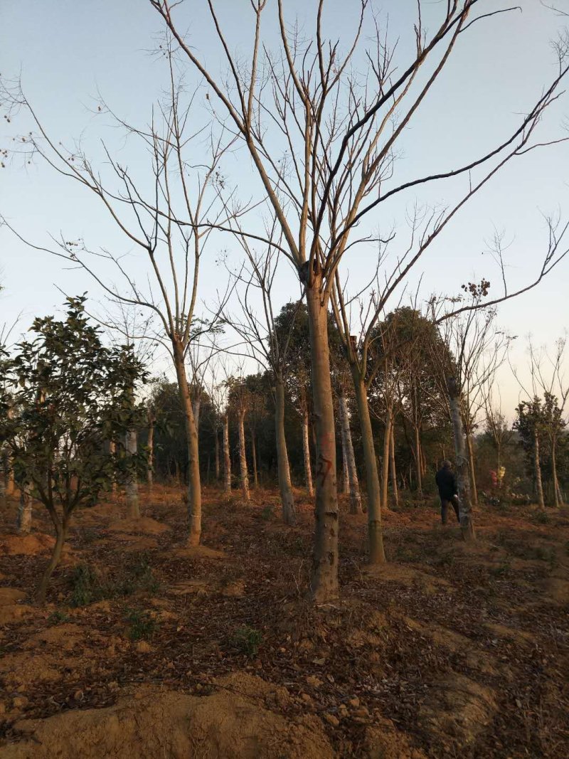 黄山栾树苗基地1一20批发，现货长期有效。