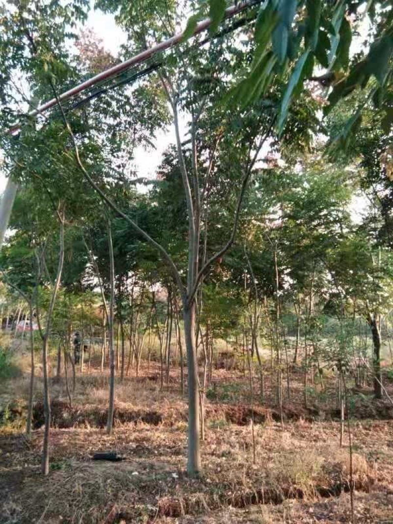 黄山栾树苗基地1一20批发，现货长期有效。