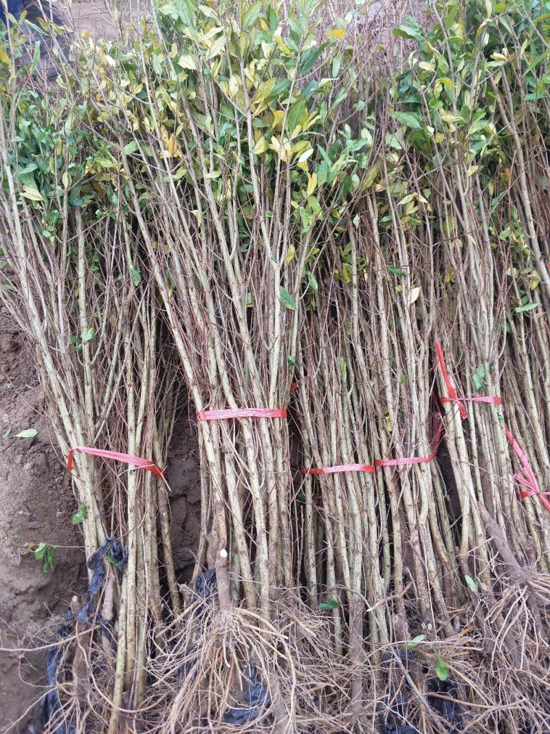 软籽石榴树苗，软籽石榴树大量上市免费技术指导包成活率