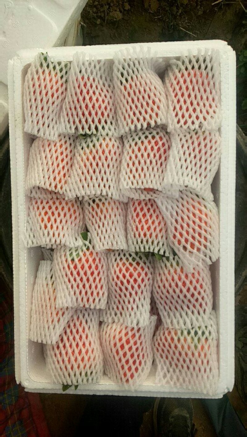 草莓