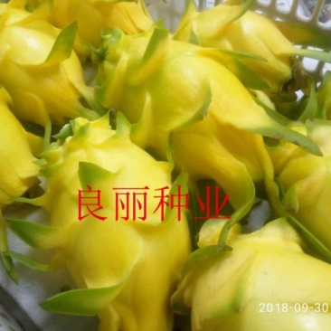 无刺大黄龙