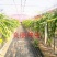 无刺大黄龙