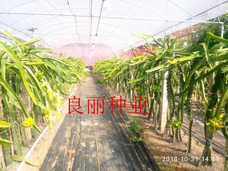 无刺大黄龙
