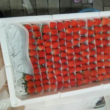 甜宝草莓