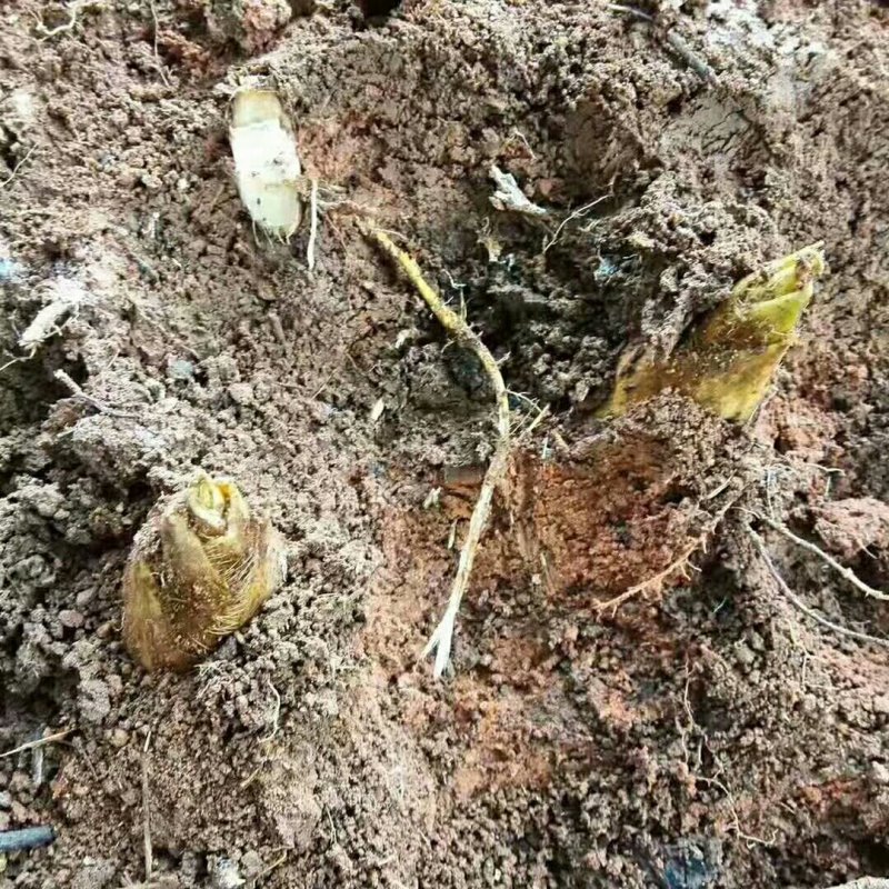 新鲜黄泥冬笋现挖现发包邮产地直发坏包赔一件代发