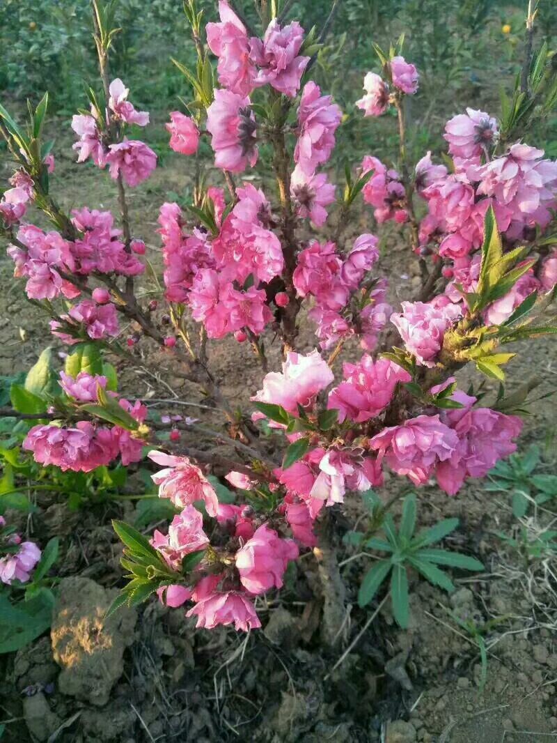 寿星桃花