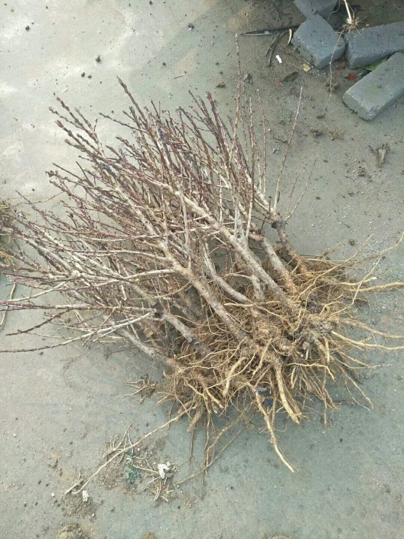 寿星桃花