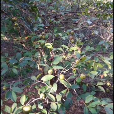 山茶油