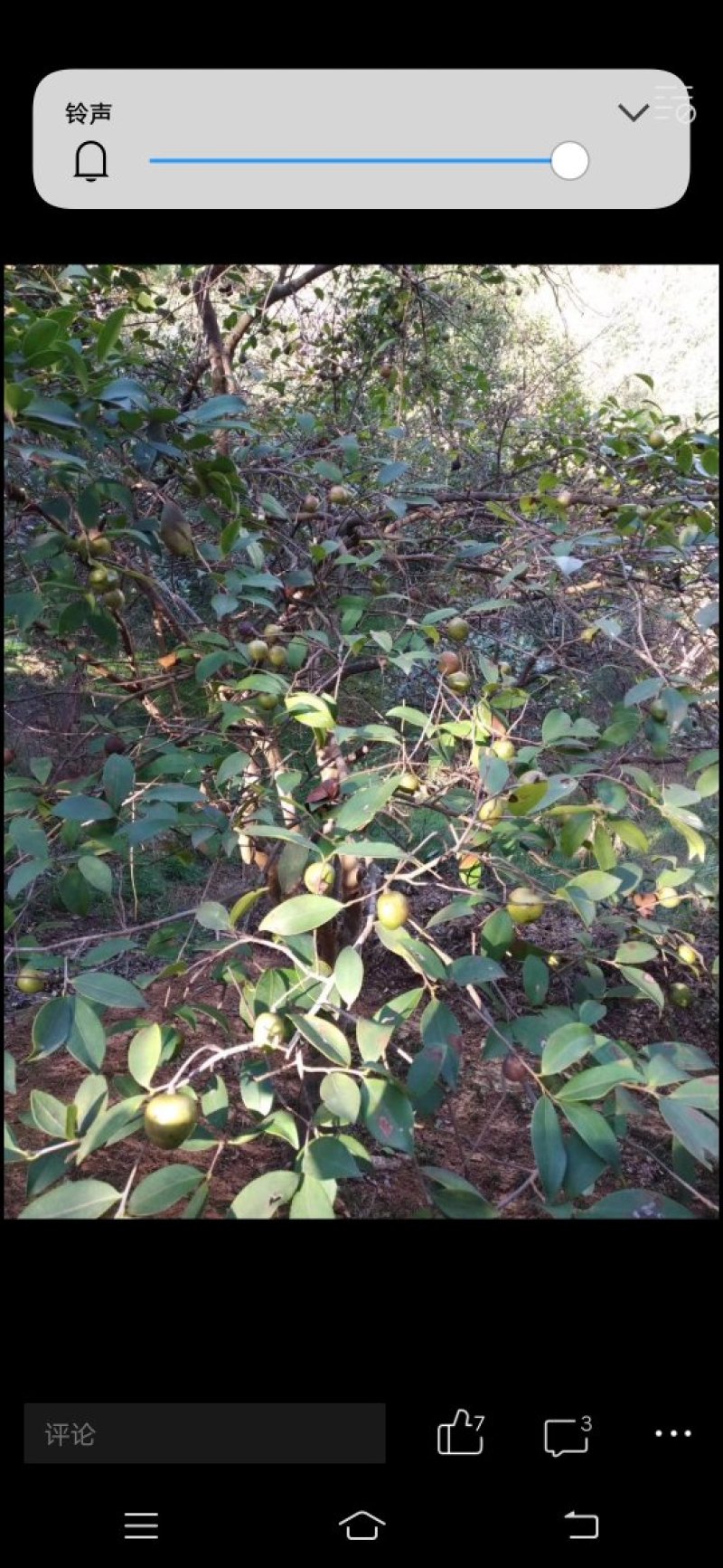 山茶油
