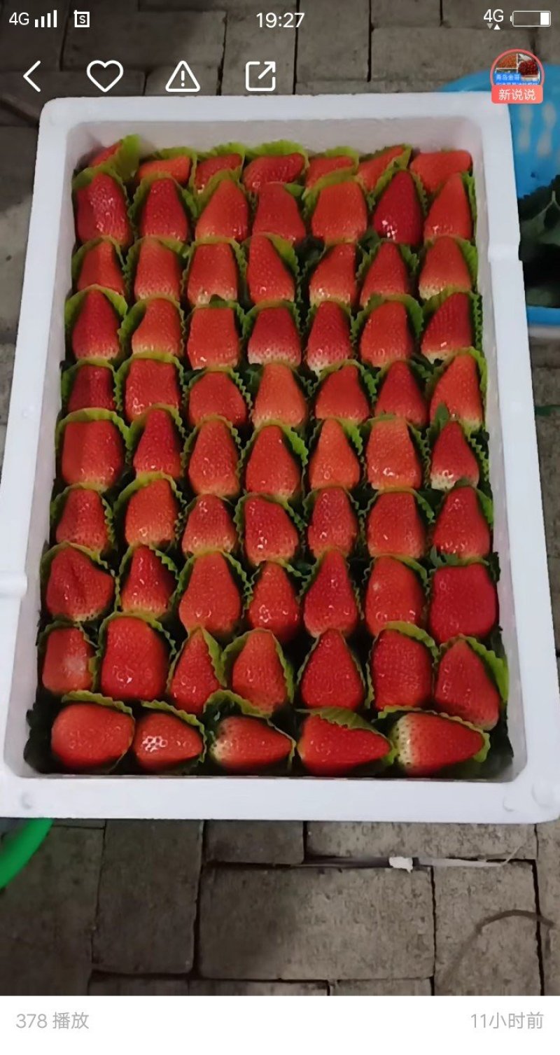 甜宝草莓