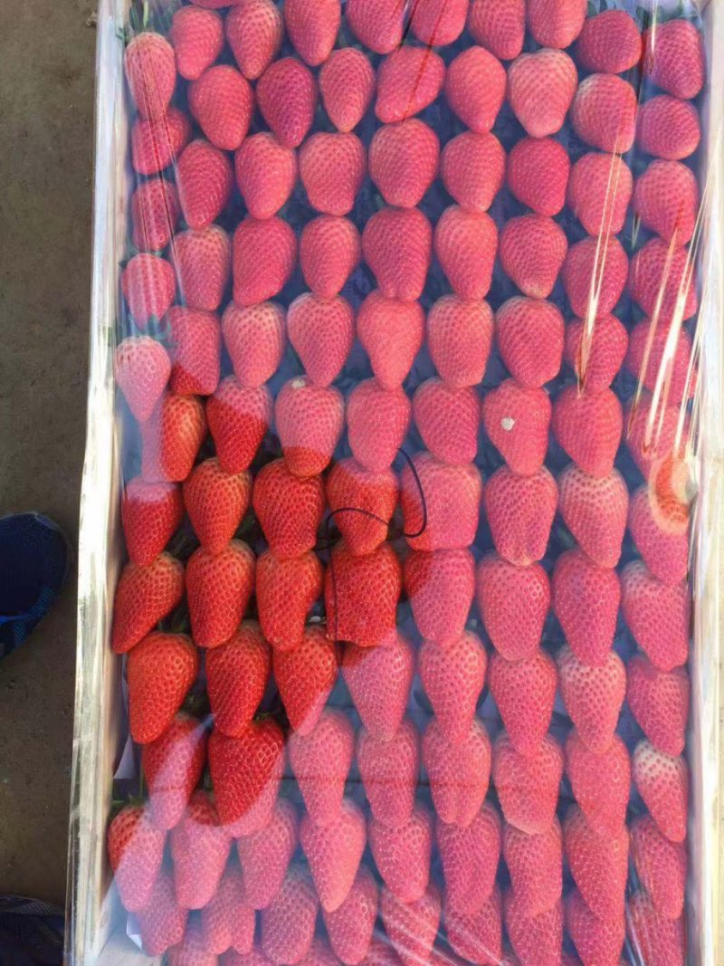 甜宝草莓