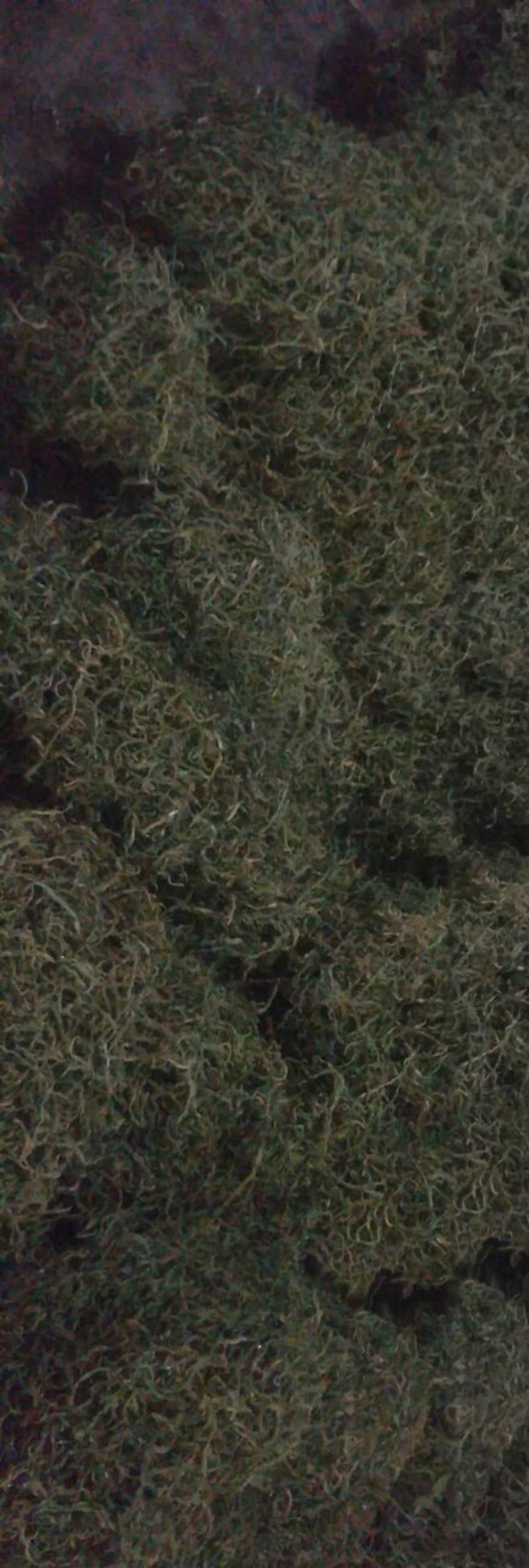 纯天然干豆角丝