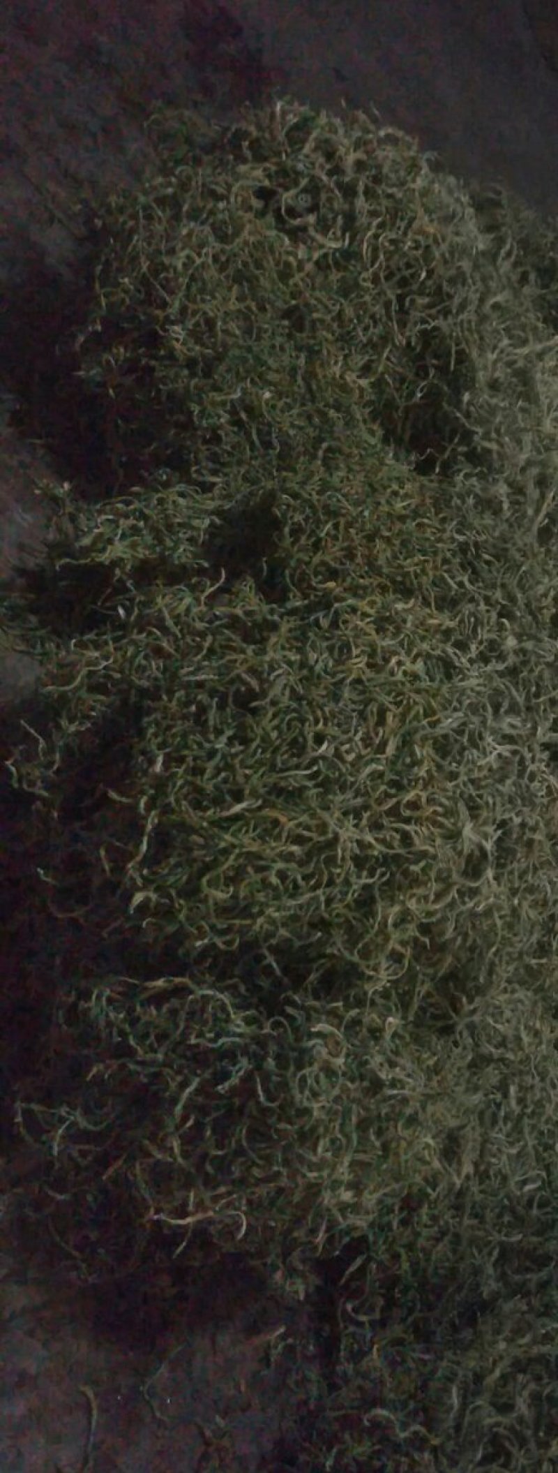 纯天然干豆角丝