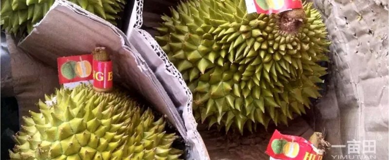 榴莲
