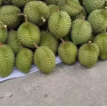 榴莲
