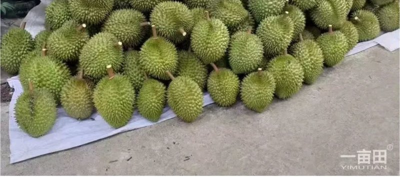 榴莲
