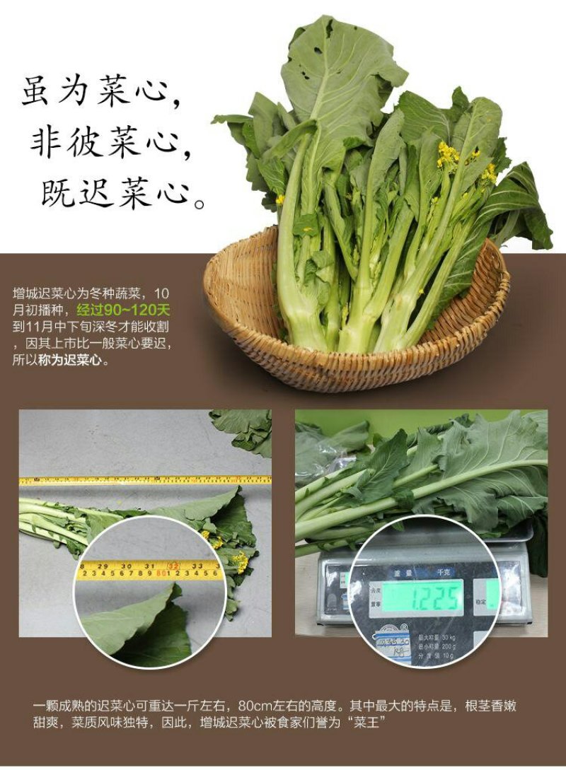 现货广州增城正宗小楼迟菜心（高脚菜心）自产自销