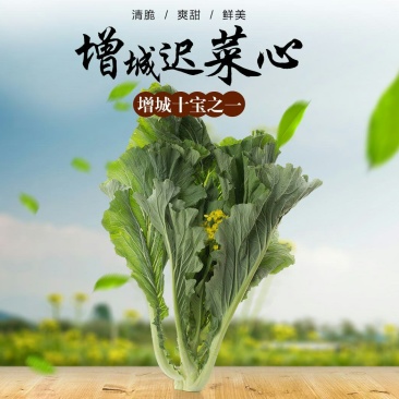 现货广州增城正宗小楼迟菜心（高脚菜心）自产自销