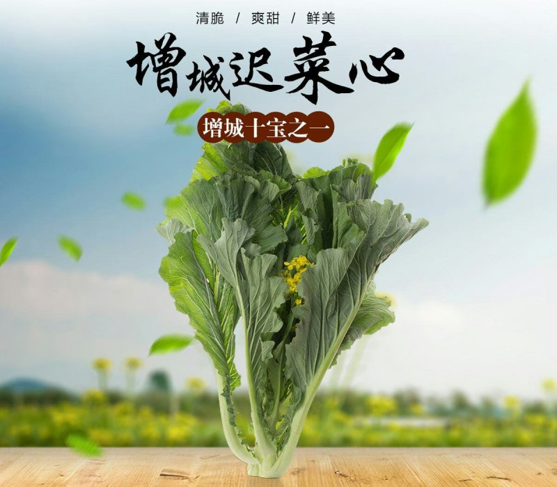 现货广州增城正宗小楼迟菜心（高脚菜心）自产自销