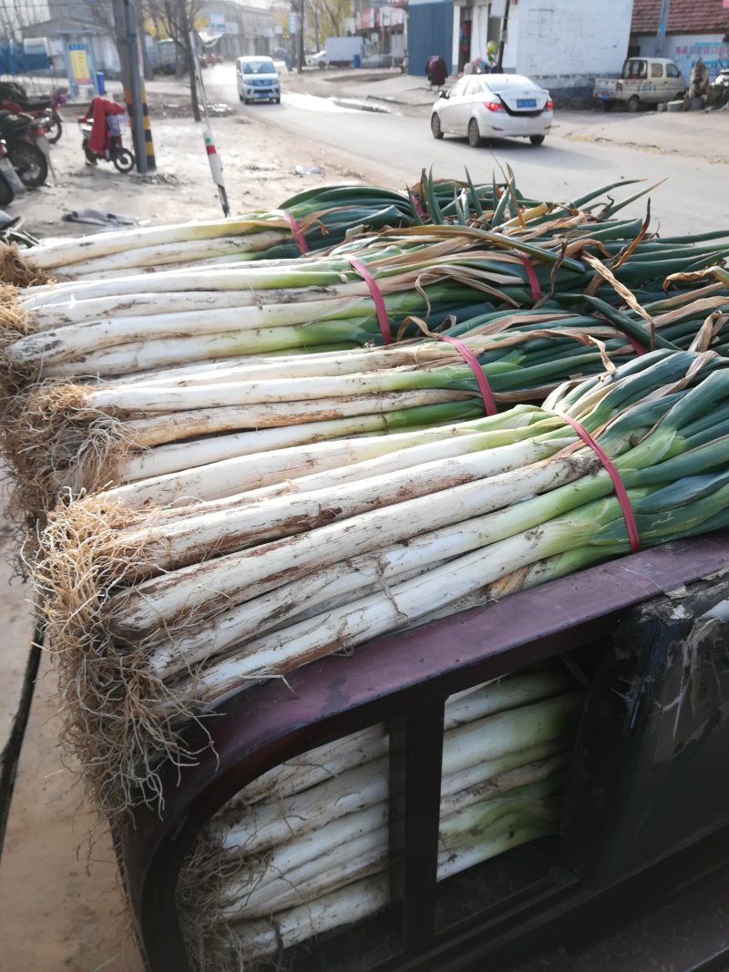 山东省济宁泗水县优质长白大葱，大量上市，万亩产地