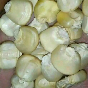 白糯玉米