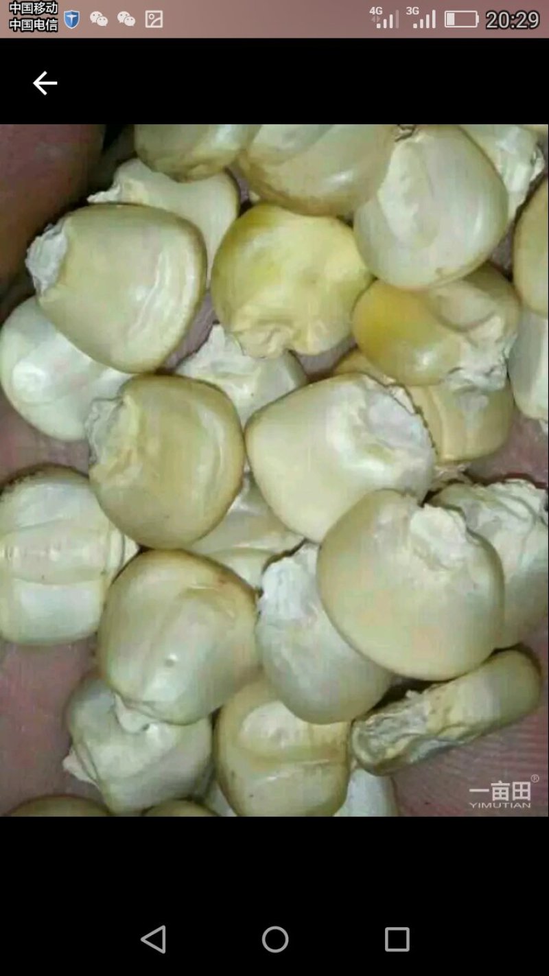 白糯玉米