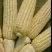 白糯玉米