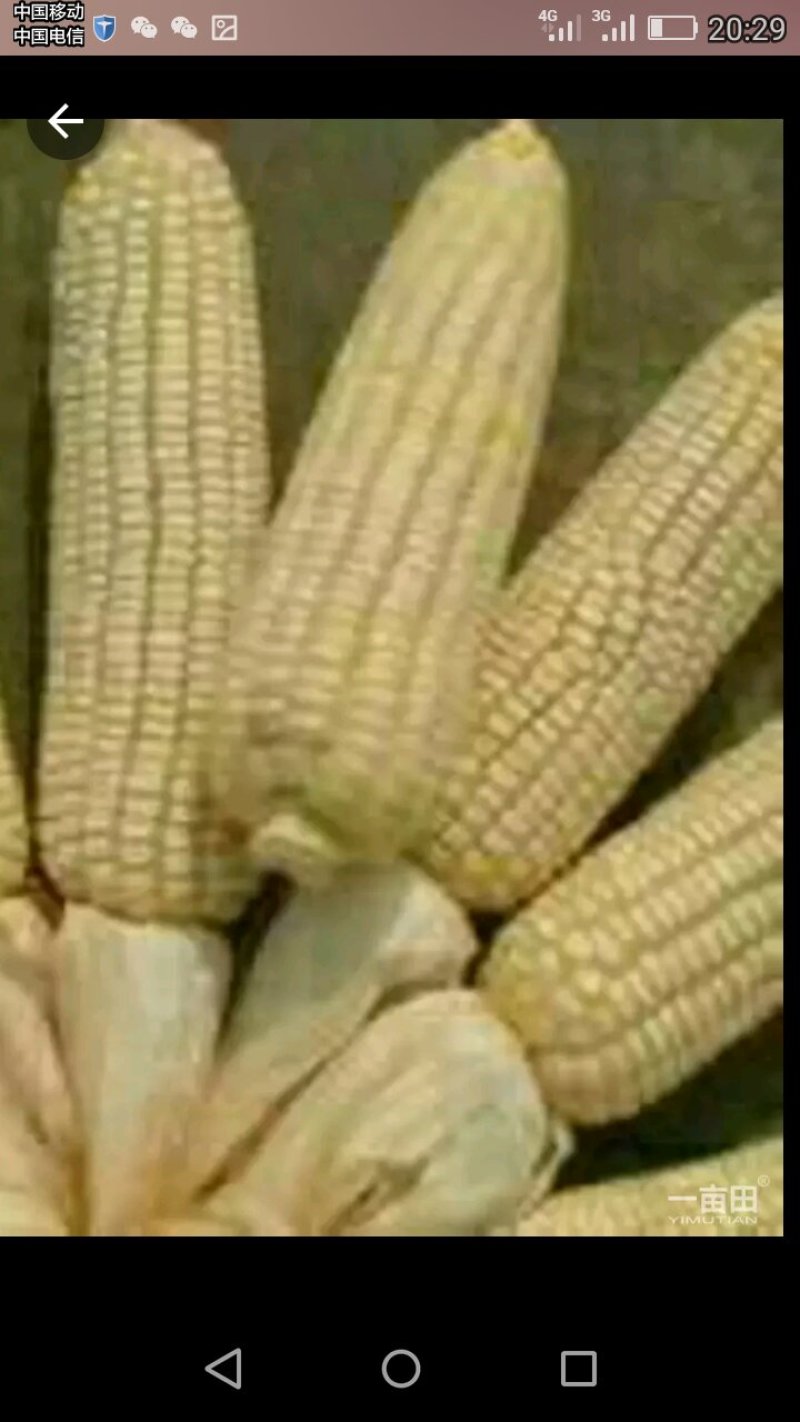 白糯玉米