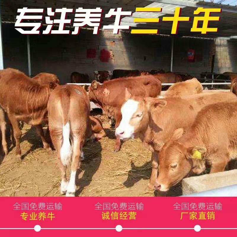 西门塔尔牛，改良肉牛犊，货到付款免费供应养殖技术