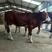 西门塔尔牛，改良肉牛犊，货到付款免费供应养殖技术