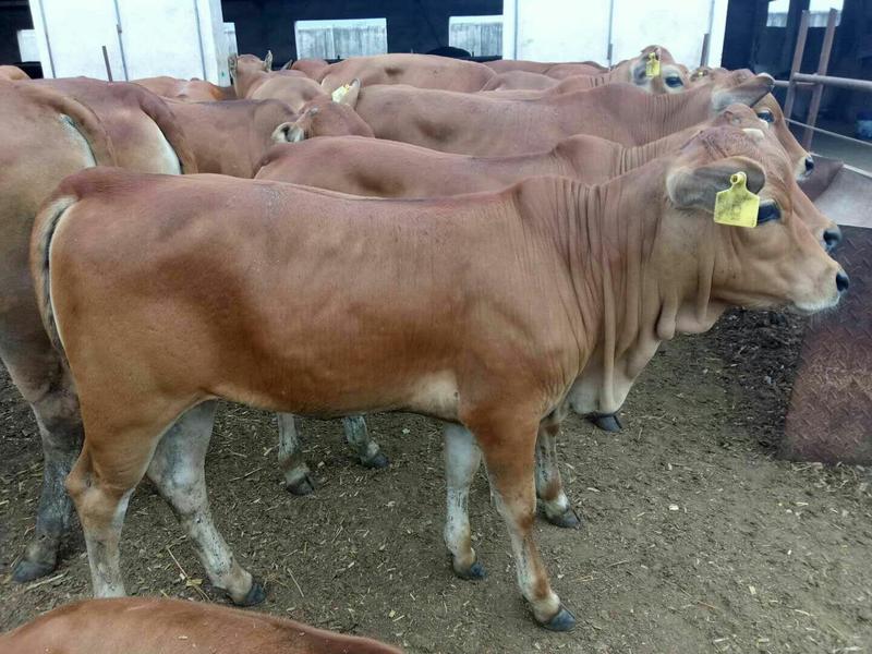 西门塔尔牛，改良肉牛犊，货到付款免费供应养殖技术