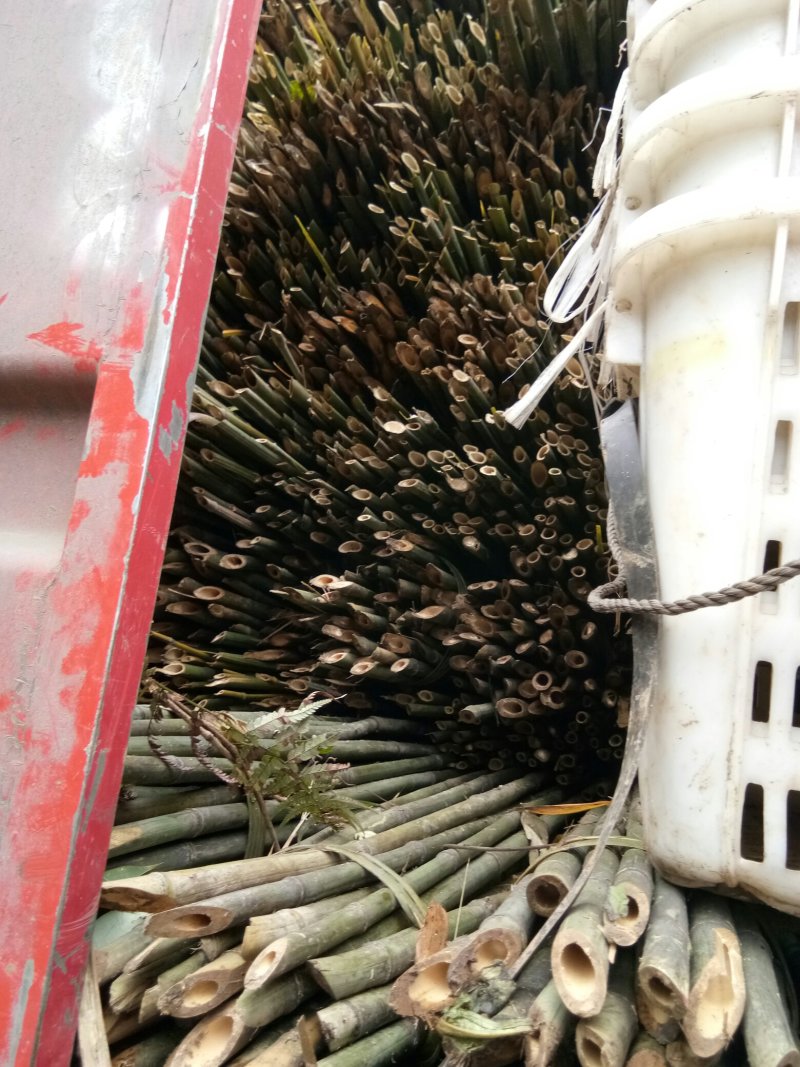 四川广安基地直供精品白夹竹竹，竹子西瓜棚，蔬菜专用，大量供应