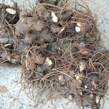 苍术种子家种带朱砂点，2年生分篼切块栽植