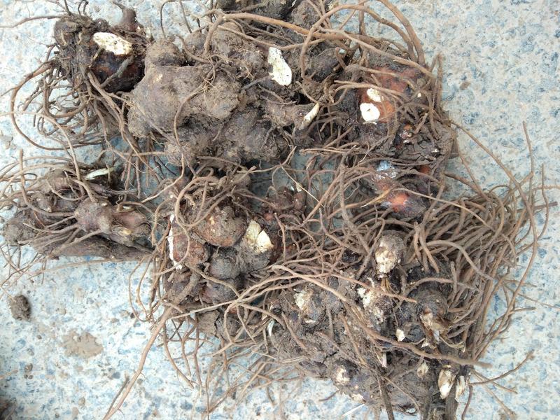 苍术种子家种带朱砂点，2年生分篼切块栽植