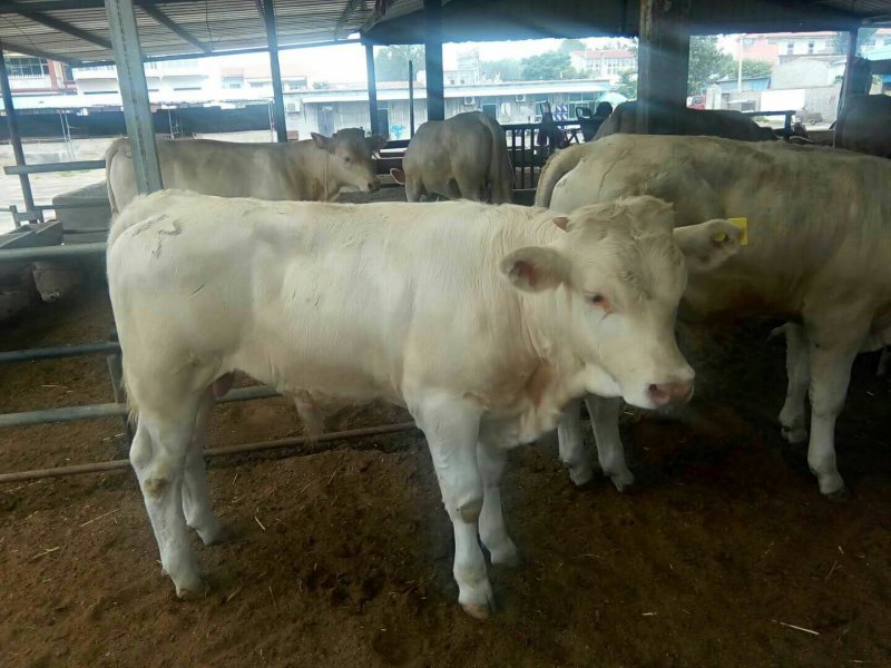 西门塔尔肉牛，免费运输，包成活免费供应养殖技术