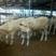 西门塔尔肉牛，免费运输，包成活免费供应养殖技术