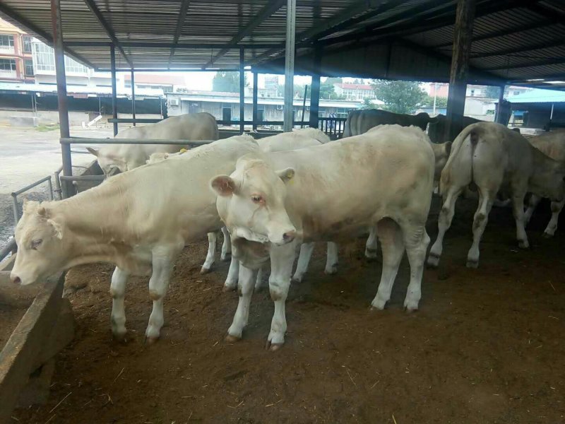 西门塔尔肉牛，免费运输，包成活免费供应养殖技术
