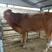 西门塔尔肉牛，免费运输，包成活免费供应养殖技术