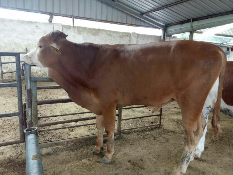 西门塔尔肉牛，免费运输，包成活免费供应养殖技术