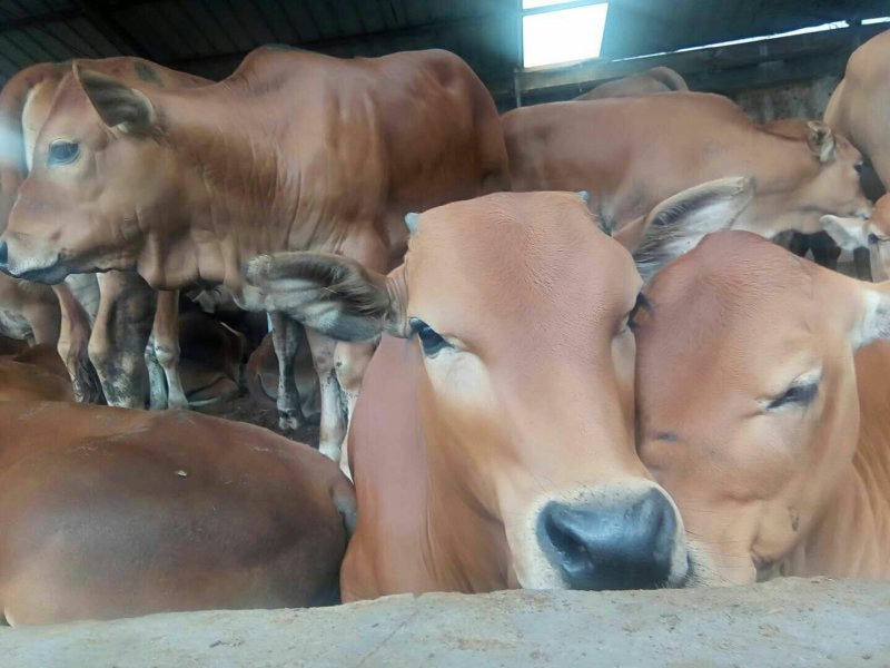 西门塔尔肉牛，免费运输，包成活免费供应养殖技术
