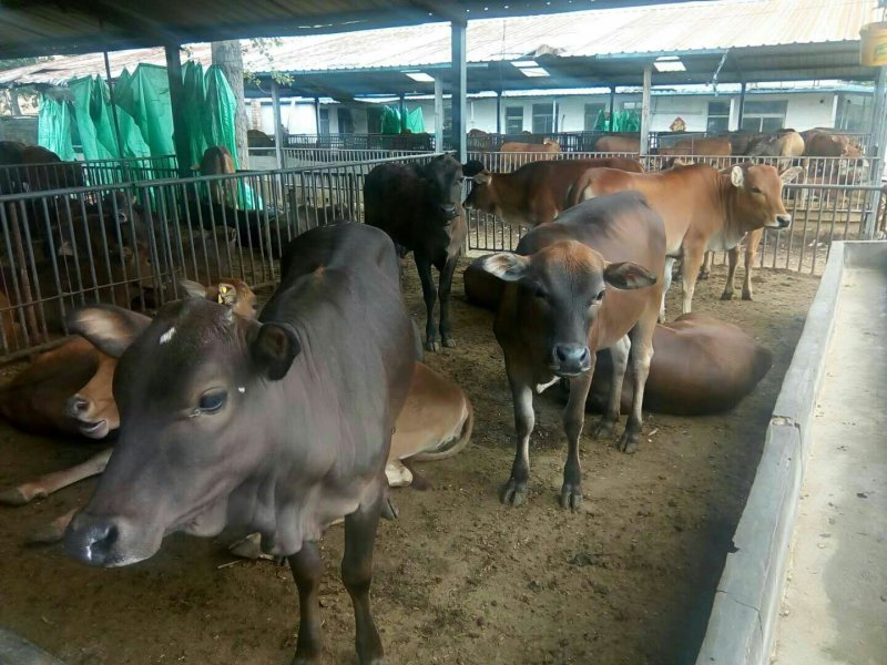 西门塔尔肉牛，免费运输，包成活免费供应养殖技术