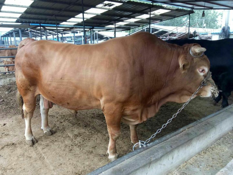 西门塔尔肉牛，免费运输，包成活免费供应养殖技术