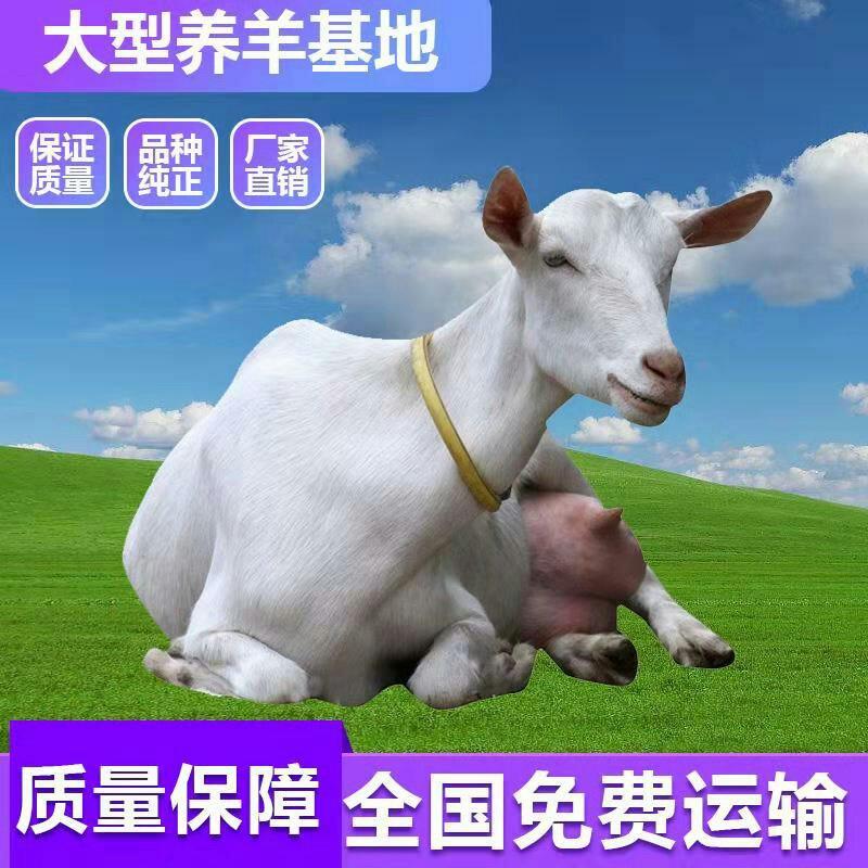 纯种萨能奶山羊，羊羔，怀孕奶山羊，萨能奶山羊种公羊