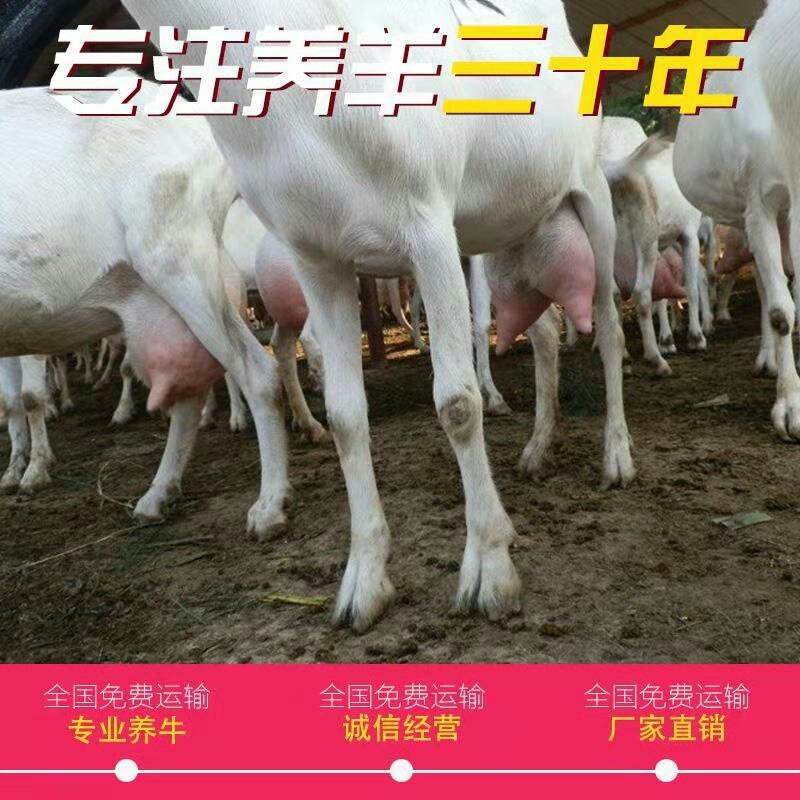 纯种萨能奶山羊，羊羔，怀孕奶山羊，萨能奶山羊种公羊