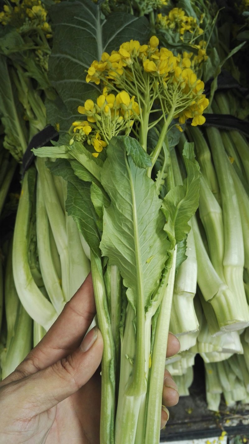 现货广州增城小楼迟菜心（高脚菜心）自产自销