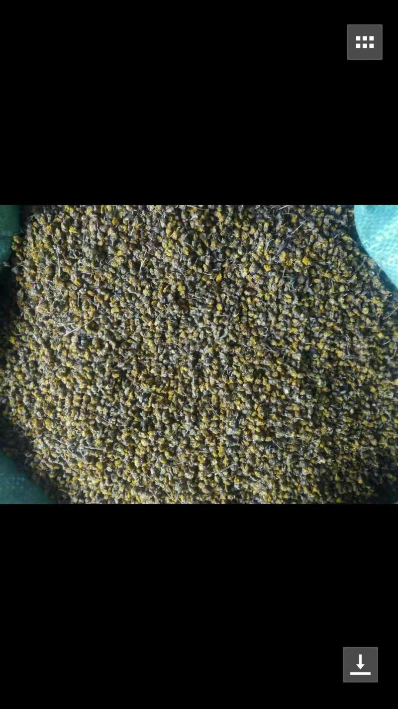野菊花纯野生原生态烘干加工