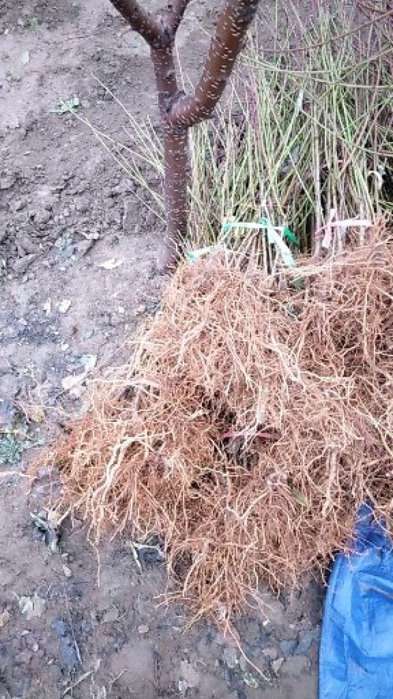 供应占地毛桃树苗规格齐全价格低