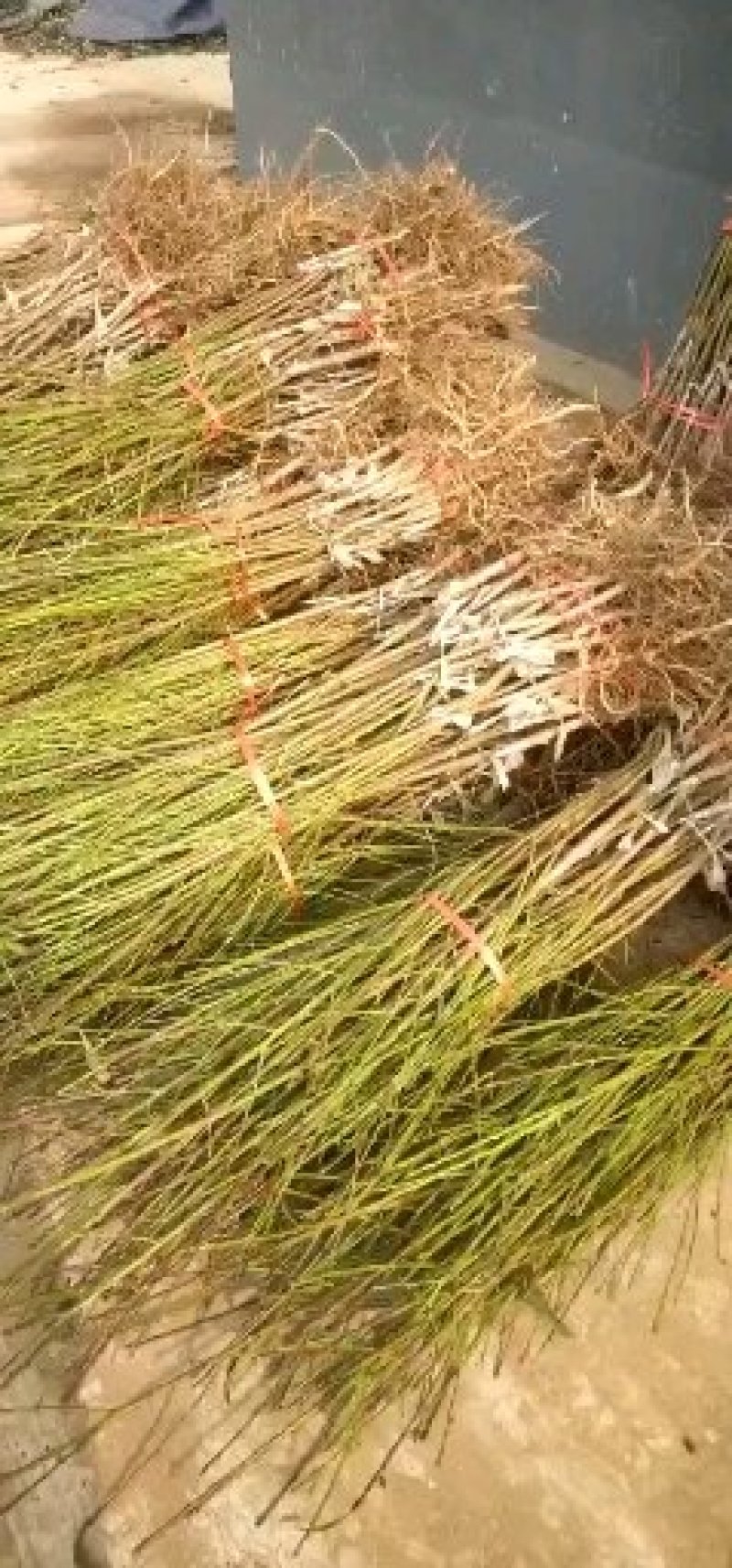 供应占地毛桃树苗规格齐全价格低