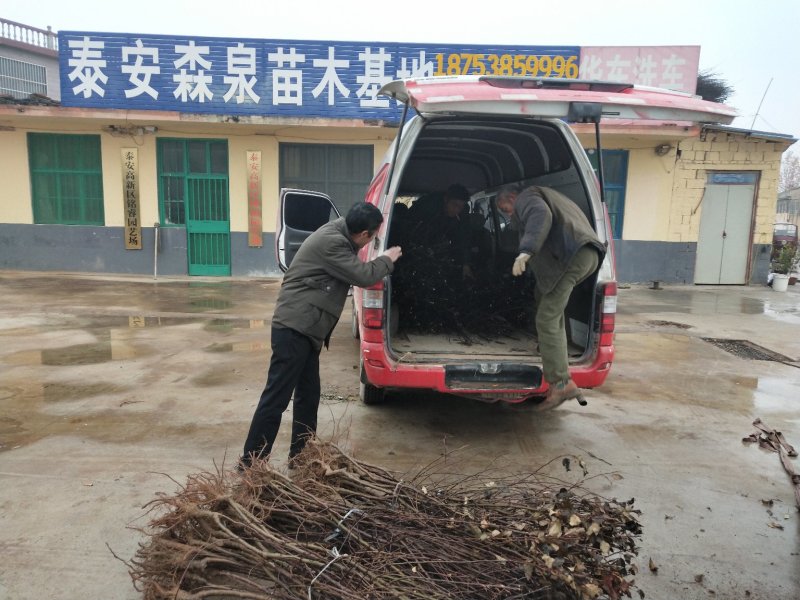 供应占地毛桃树苗规格齐全价格低