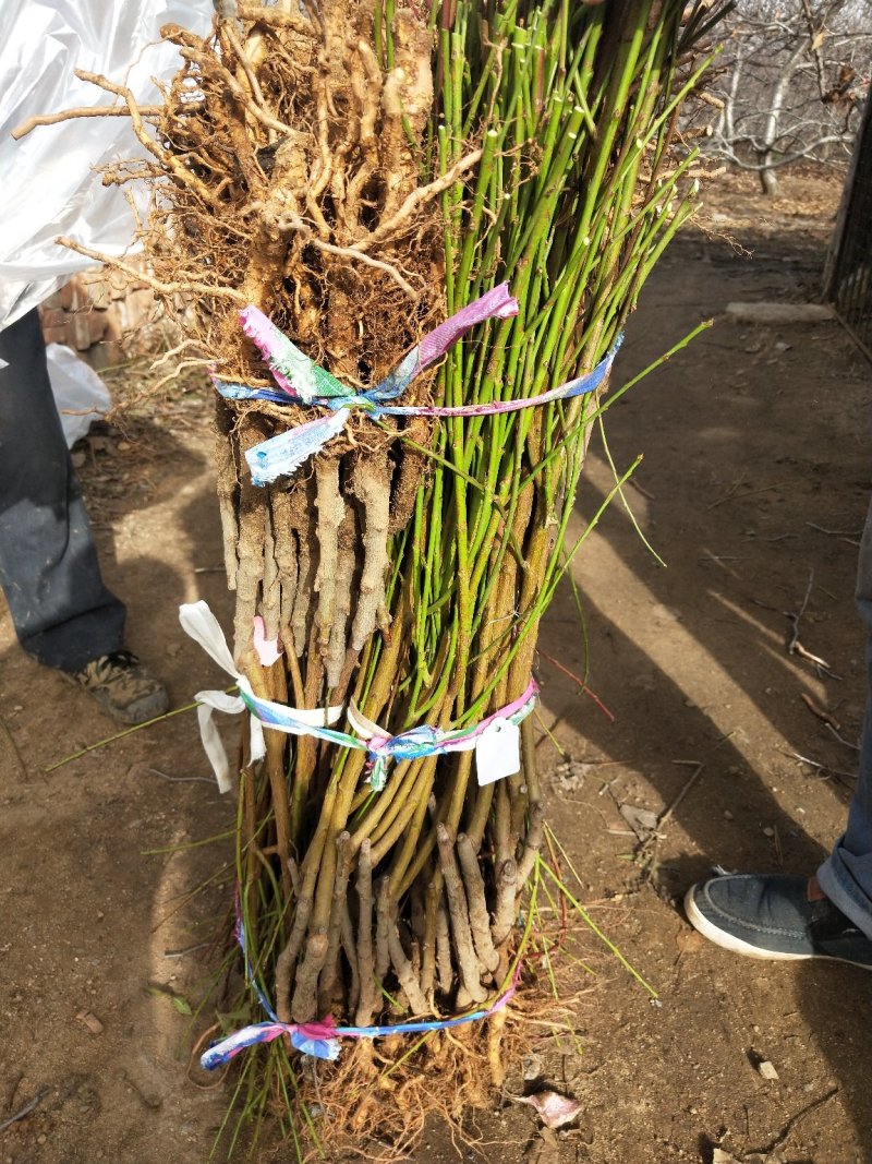 供应占地毛桃树苗规格齐全价格低